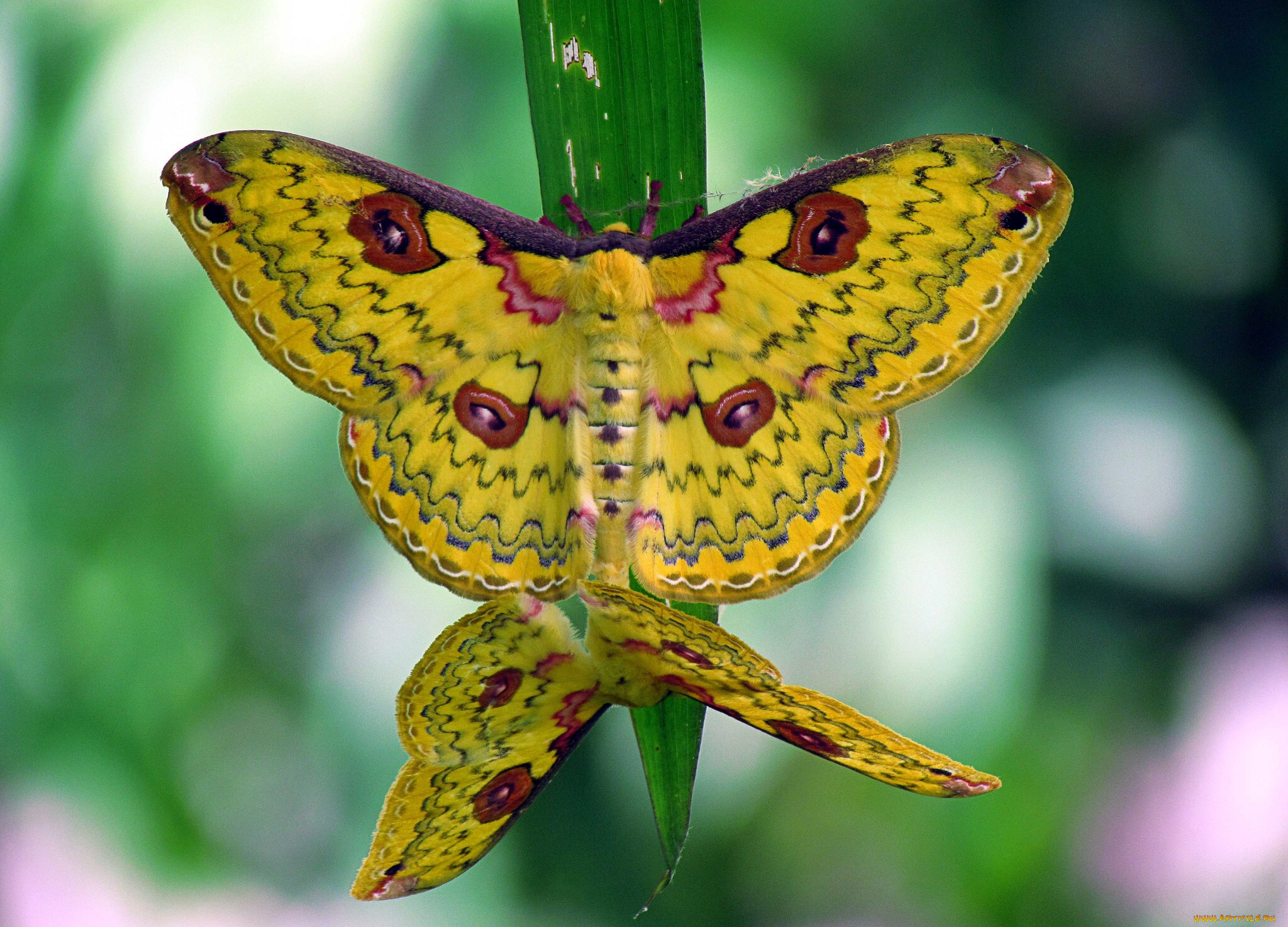 , , loepa, katinka, golden, emperor, moth, 